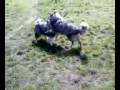 videos de Nessie i Feliks