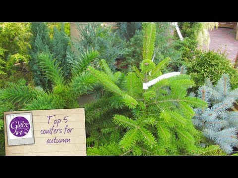 how to replant conifers