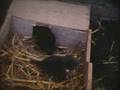 videos de Dog nursing kittens