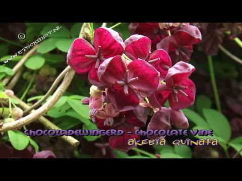 how to grow akebia quinata