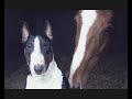 &iexcl;Bull Terrier contra Caballo!