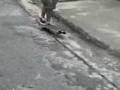 videos de pam e bru-quase esqueci da musikinha.3gp