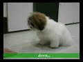 Shih Tzu puppy feifei part 3 @ shih tsu