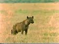 Lion Vs. Hyena War