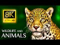 ANIMALS & WILDLIFE 8K ULTRA HD • RELAXING MUSIC AND NATU ..