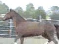 gallop