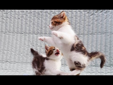 Gang of Kittens | Part 1