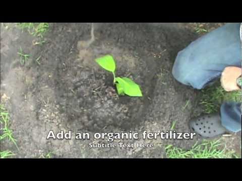 how to fertilize banana trees