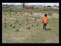 The Pigeons VS Takkun