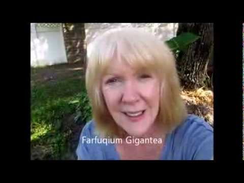 gigantea - The mystery plant I purchased a month ago finally blossomed. After researching, I found out the name of it is Farfuqium Gigantea. I am definitely going to bu...