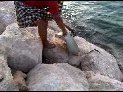 StingRay fishing صيد اللخمه