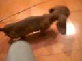 Salchicha video