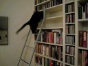 Stairmaster cat Stairmaster cat