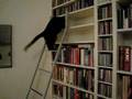videos de Stairmaster cat