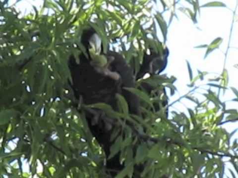 See video