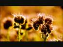 Microsoft Windows Vista Default Dream Screen Videos