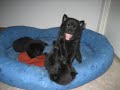 Schipperke puppies