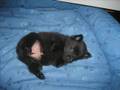Schipperke puppies