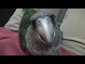 オオハネナガインコです。