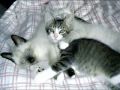 Gatos