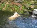 Knut die Wasser-Spiel-Ratte :-)