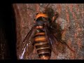 Hornet cooked by bees