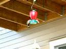 Tawas Lake Hummingbird feeding