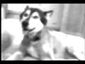 PXLpup - A Music Short in PIXELVISION PXLpup - A Music Short in PIXELVISION