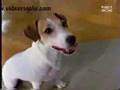 Dog Revenge commercial