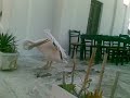 Pelicans a Mykonos Pelicans a Mykonos