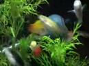 Various platys