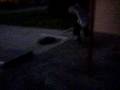 videos de orlando line 2