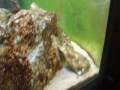 videos de Malawi Tank 312 L  .  acei , demasoni, sprengerae