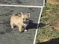 Cairn Rescue Puppies in NJ- Recorded Feb 2, 2008
