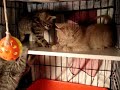 Kittens Get A New Shelf!