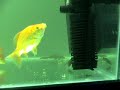 my babies arowana