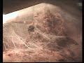 Vogelspinne Brachypelma Albopilosa in Action 4