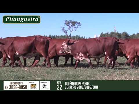 2 DE OLHO NA FAZENDA GRUPO PITANGUEIRA