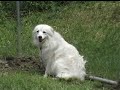 PA 13 American Eskimo Dogs