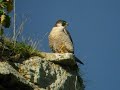 Peregrines in spring Peregrines in spring
