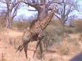 excursion au senegal reseve de bandia afs voyages