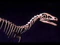 compsognathus and archaeopteryx compsognathus and archaeopteryx