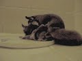 Clips of sugar gliders mating