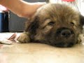 sLeEpY dOg...x]