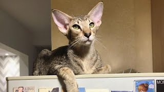 Playful Oriental Shorthair Cat Thomas
