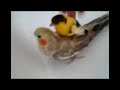 My Canary & Cockatiel Having A Bath My Canary & Cockatiel Having A Bath
