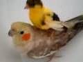 My Canary & Cockatiel Having A Bath