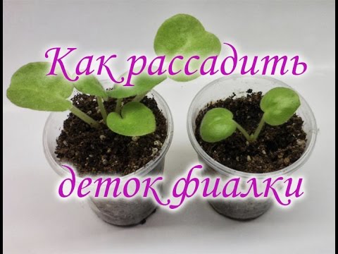 Как рассаживать фиалку в домашних условиях