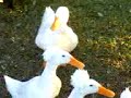 aflac + 10