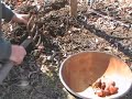 The Jerusalem Artichoke - I